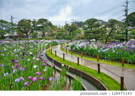 東京堀切葛飾鳶尾花節 126475143