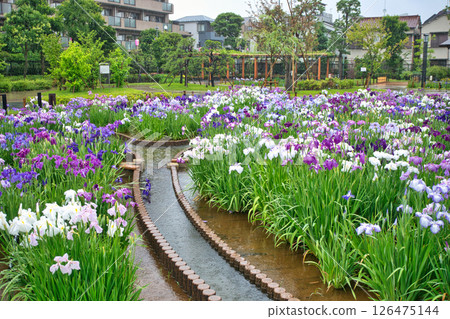 東京堀切葛飾鳶尾花節 126475144