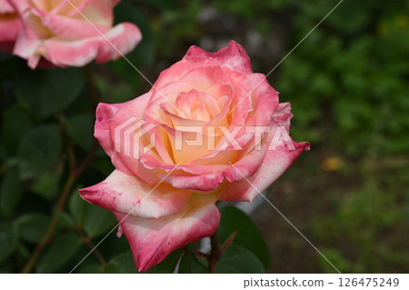 Diana Princess of Wales 126475249