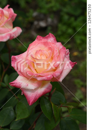 Diana Princess of Wales 126475250