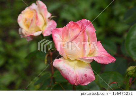 戴安娜王妃威爾士 126475251