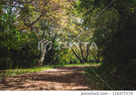 solo traveler in nature concept with country road with pink cherry blossom tree in springtime season solo traveler in nature concept with country road with pink cherry blossom tree in springtime season 126475579