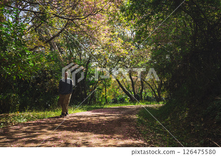 solo traveler in nature concept with asian man camping and sightseeing with pink cherry blossom tree in springtime season solo traveler in nature concept with asian man camping and sightseeing with pink cherry blossom tree in springtime season 126475580