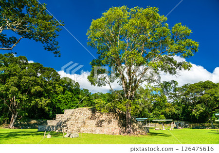 Stepped Maya pyramid stands beneath trees in the Great Plaza at Copan, Honduras, surrounded by stelae and verdant vegetation. This ceremonial structure once played a central role in the public and Stepped Maya pyramid stands beneath trees in the Great Plaza at Copan, Honduras, surrounded by stelae and verdant vegetation. This ceremonial structure once played a central role in the public and 126475616
