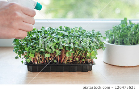 Gardener spraying microgreens growing in plastic containers on windowsill 126475625