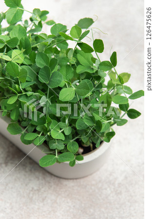 Fresh pea microgreens growing in a pot on a gray background 126475626