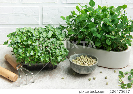 Microgreens growing kit with radish and pea sprouts and seeds 126475627
