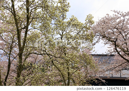 大山公園：櫻花與木蘭花盛開 126476119