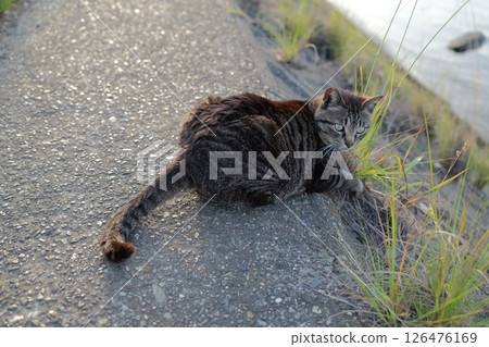 Tabby cat playing on embankment Tabby cat playing on embankment 126476169
