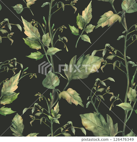 Watercolor Tomato plant green stem with leaves seamless pattern Plant without fruit and flowers fabric design. Botanical floral realistic wallpaper. Hand drawn illustration on isolated dark background Watercolor Tomato plant green stem with leaves seamless pattern Plant without fruit and flowers fabric design. Botanical floral realistic wallpaper. Hand drawn illustration on isolated dark background 126476349