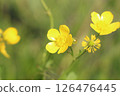 Yellow Buttercup in Bloom 126476445