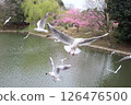 Gulls Flying over Cherry Pond 126476500