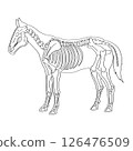 Horse skeleton 126476509