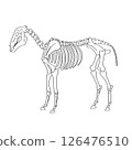 Horse skeleton, bones only 126476510