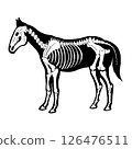 Horse skeleton 126476511