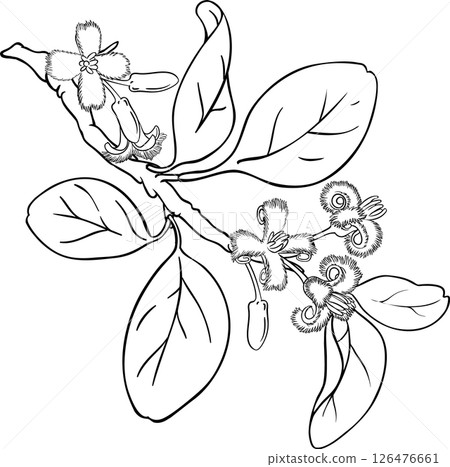 Ximenia Branch with Flowers and Leaves Outline Illustration. 126476661
