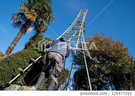 A gardener cuts off the flower stalks of a dead agave plant. A gardener cuts off the flower stalks of a dead agave plant. 126477293