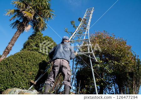 A gardener cuts off the flower stalks of a dead agave plant. A gardener cuts off the flower stalks of a dead agave plant. 126477294