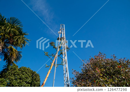 Dead agave flower stalks and a gardener's aluminum tripod 126477298