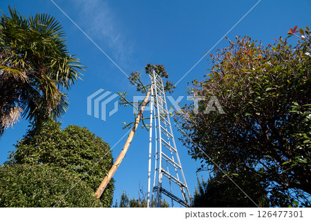 Dead agave flower stalks and a gardener's aluminum stepladder 126477301
