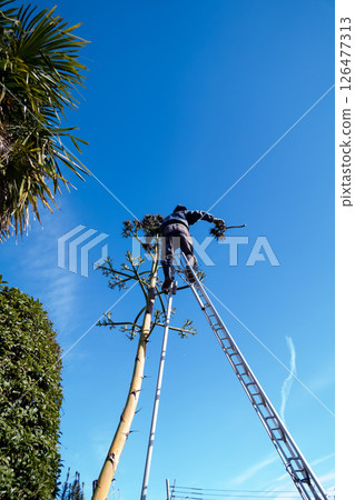 一位園丁正在剪掉一株枯死的龍舌蘭植物的花莖。 126477313