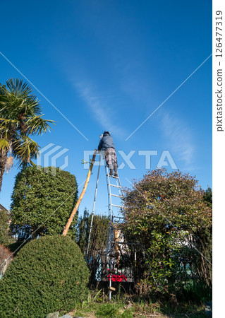 A gardener cuts off the flower stalks of a dead agave plant. 126477319