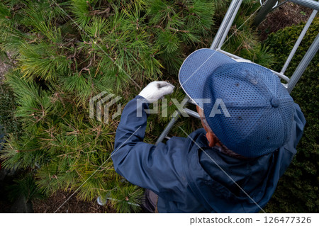 A gardener pruning a black pine tree 126477326