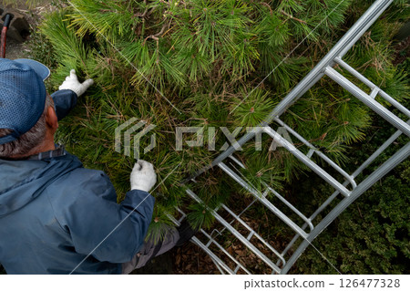 園丁正在修剪黑松樹 126477328