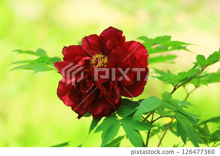 Red peony 126477360