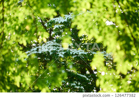 The sunlight shines through the blurred young leaves and white dogwood flowers 126477382