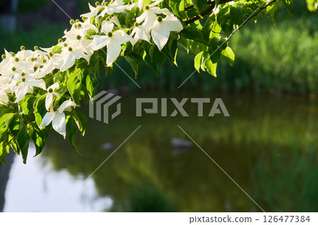 水邊盛開的白花 126477384