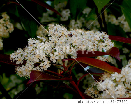 A Japanese photinia with many white flowers (a Japanese photinia growing in a hedge in a park) A Japanese photinia with many white flowers (a Japanese photinia growing in a hedge in a park) 126477791