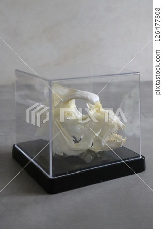 Red sea bream skeleton 126477808