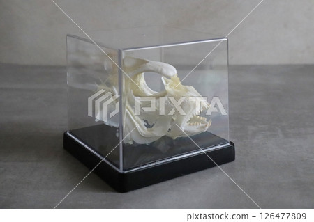 Red sea bream skeleton 126477809