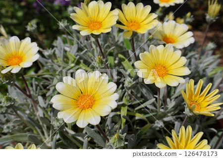 雜色菊野獸銀狐黃色花 雜色菊野獸銀狐黃色花 126478173