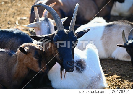 Beautiful goats on the farm. Concept for animals and agriculture. Beautiful goats on the farm. Concept for animals and agriculture. 126478205
