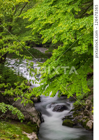 Fresh green and stream of river Fresh green and stream of river 126478365