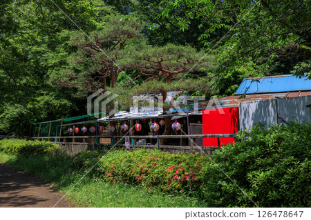 東京練馬區石神井公園美麗清新的綠地 126478647