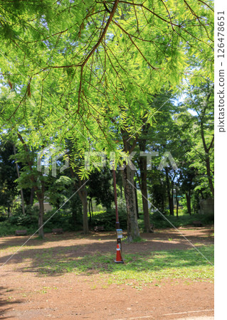 Beautiful fresh greenery at Shakujii Park in Nerima, Tokyo Beautiful fresh greenery at Shakujii Park in Nerima, Tokyo 126478651