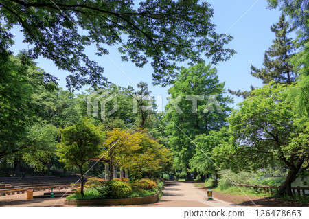 東京練馬區石神井公園美麗清新的綠地 126478663