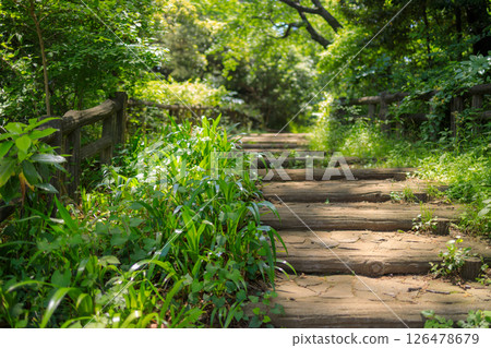 Beautiful fresh greenery at Shakujii Park in Nerima, Tokyo 126478679