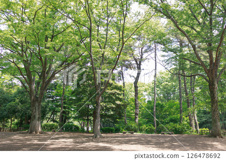 東京練馬區石神井公園美麗清新的綠地 126478692