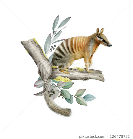 Cute numbat with eucalyptus leaf floral decor. Australian native animal watercolor vintage style illustration. Myrmecobius fasciatus rare marsupial anteater with gum tree decoration on white  126478731