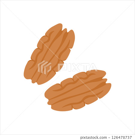 Pecan is an ordinary nut, the kernel is natural color. Vector illustration, isolated on a white background, for the design of the website of products, applications, printing 126478737