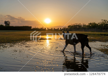 波士頓梗犬穿過水坑,走向夕陽 波士頓梗犬穿過水坑,走向夕陽 126478774