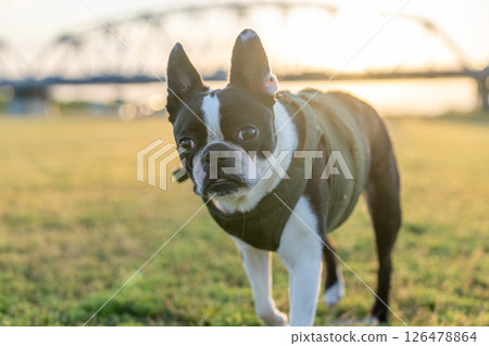 Boston terrier in the setting sun 126478864