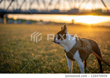 Boston terrier in the setting sun 126478956