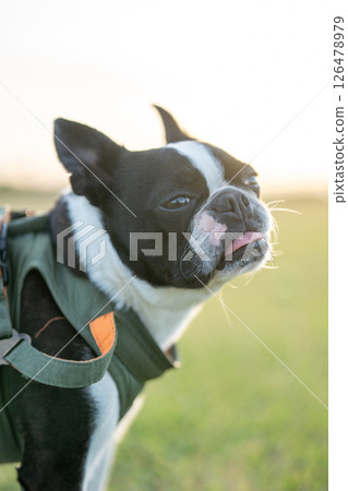 Boston Terrier Boston Terrier 126478979