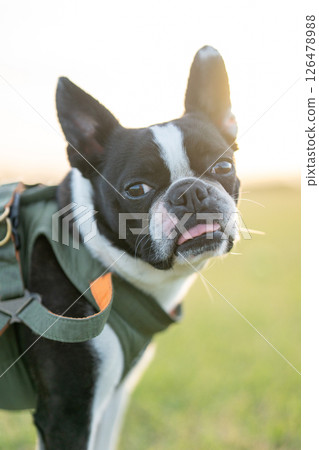 Boston Terrier Boston Terrier 126478988