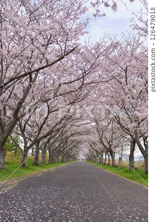 川添櫻花路 126479018